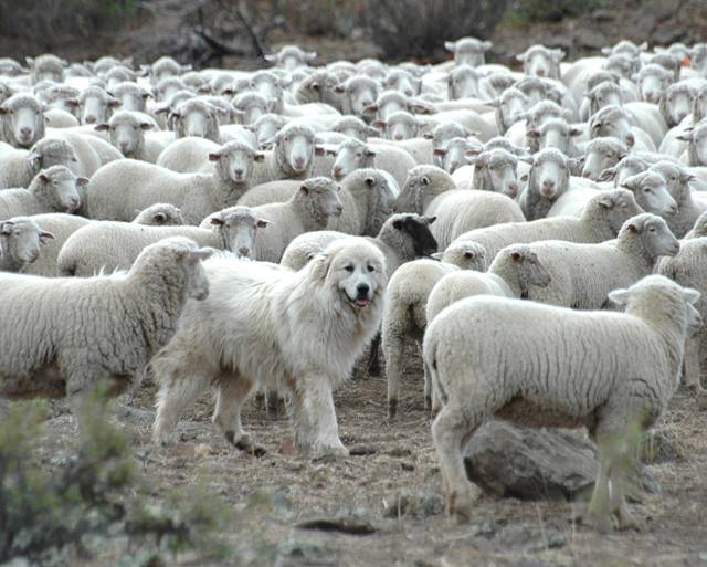 Maremma Sheepdog on duty